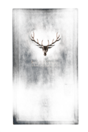 Dalmore 21 Years Old Single Malt